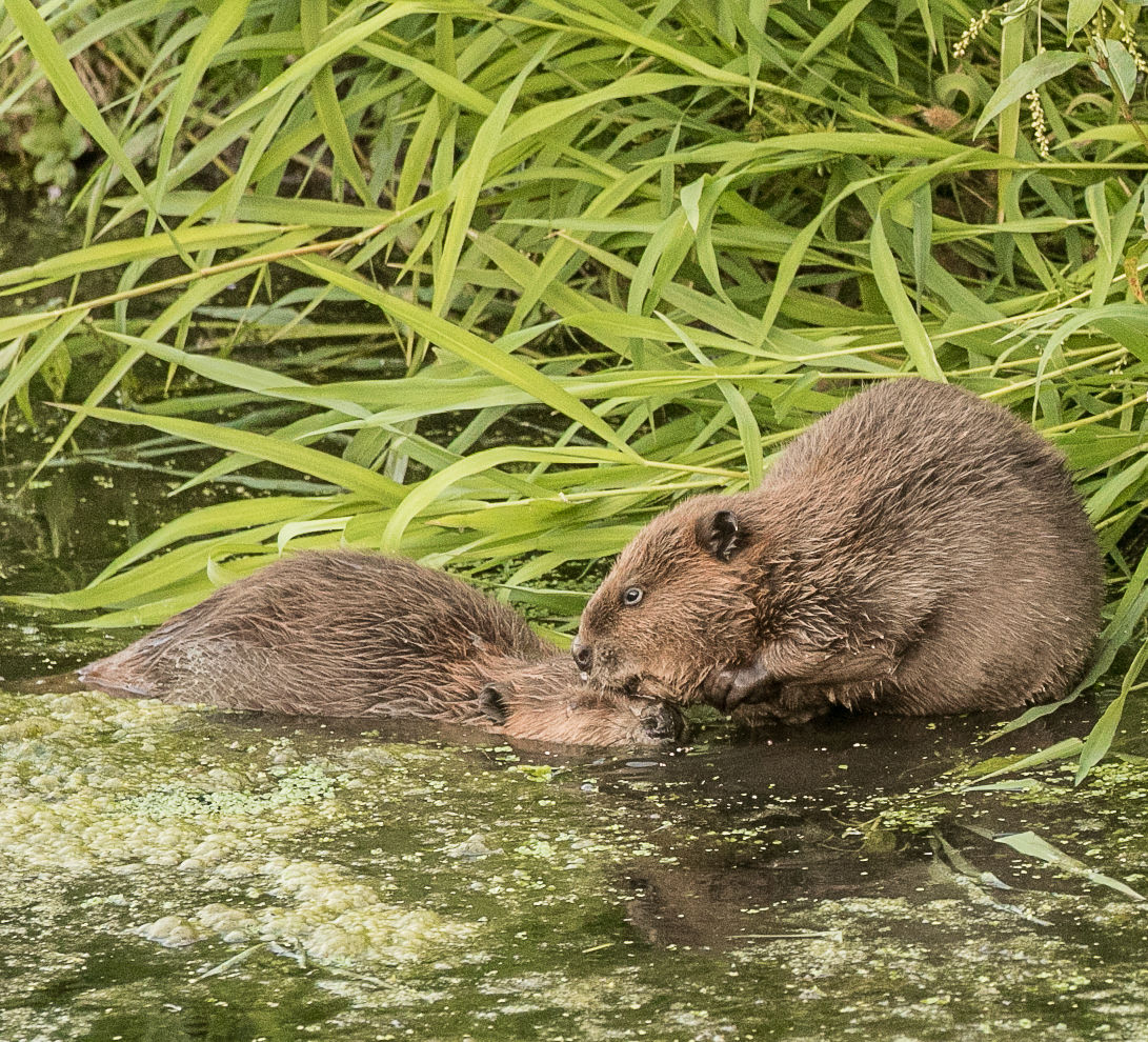 Beaver Lodge Summer 2017
